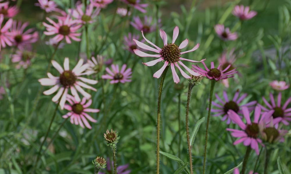 Gardening in Tennessee