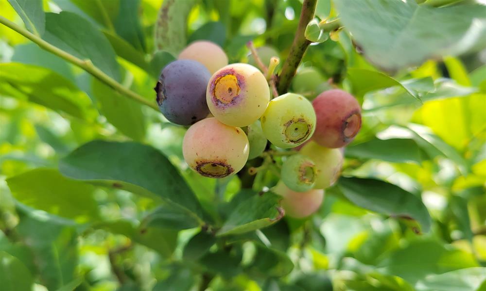 Planting and Managing Blueberries for Residential Production
